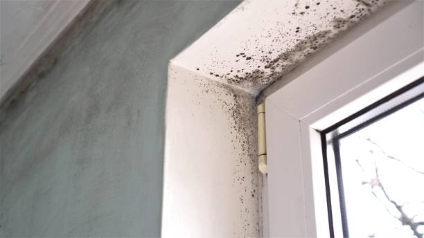 Best Bathroom Mold Remediation in Bluewell, WV