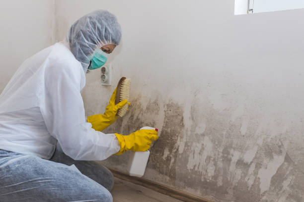 Best Localized Mold Remediation (e.g., coastal areas, humid climates) in Bluewell, WV