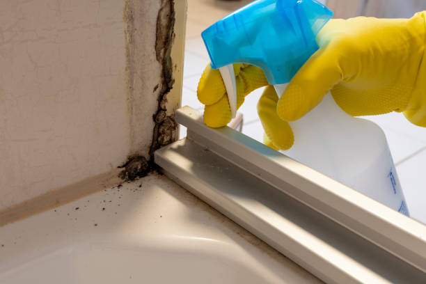 Professional Mold Remediation in Bluewell, WV