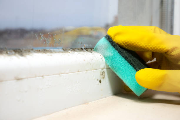 Best White Mold Remediation in Bluewell, WV
