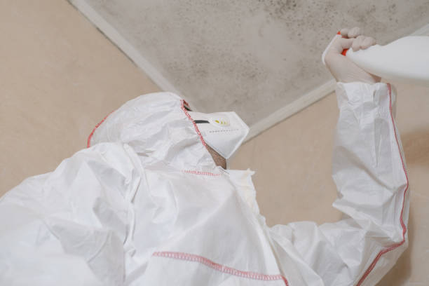 Best Attic Mold Remediation in Bluewell, WV