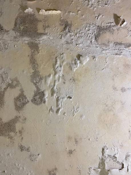 Bluewell, WV Mold Remediation Company