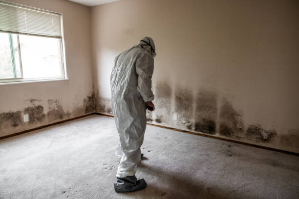 Best Mold Remediation for Specific Building Types in Bluewell, WV