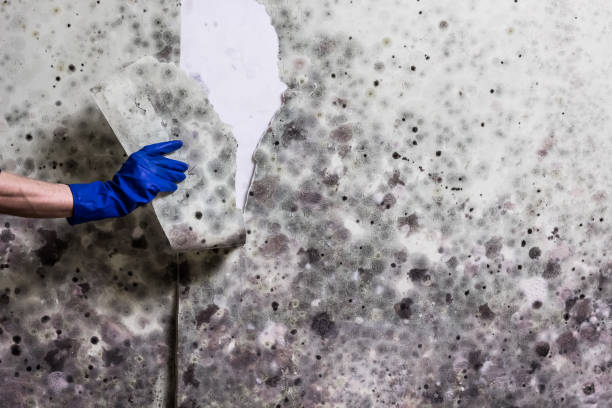 Best Post-Flood Mold Remediation in Bluewell, WV